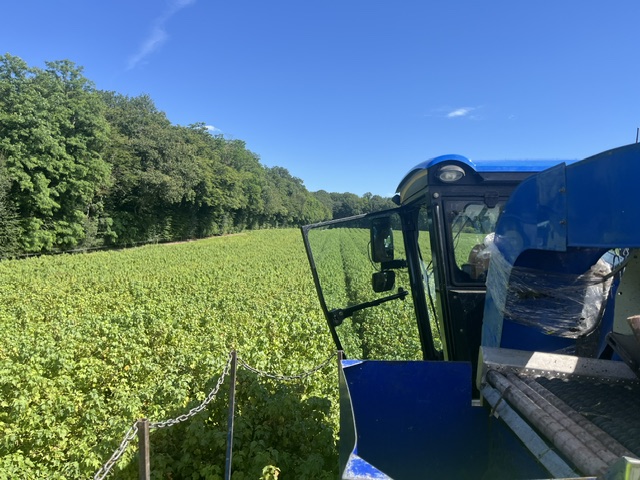 machine in fields of blackcurrants in burgundy